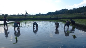 Satgas Yonif 741/GN Dukung Masyarakat Tanam Padi di Pos Maubusa