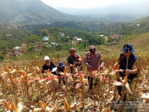 Koramil 1612-07/Satar Mese Aktif Bantu Petani, Panen Jagung Bersama Poktan Rato Desa Kole