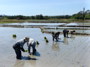 Babinsa Dukung Swasembada Pangan dengan Tanam Padi Ciherang