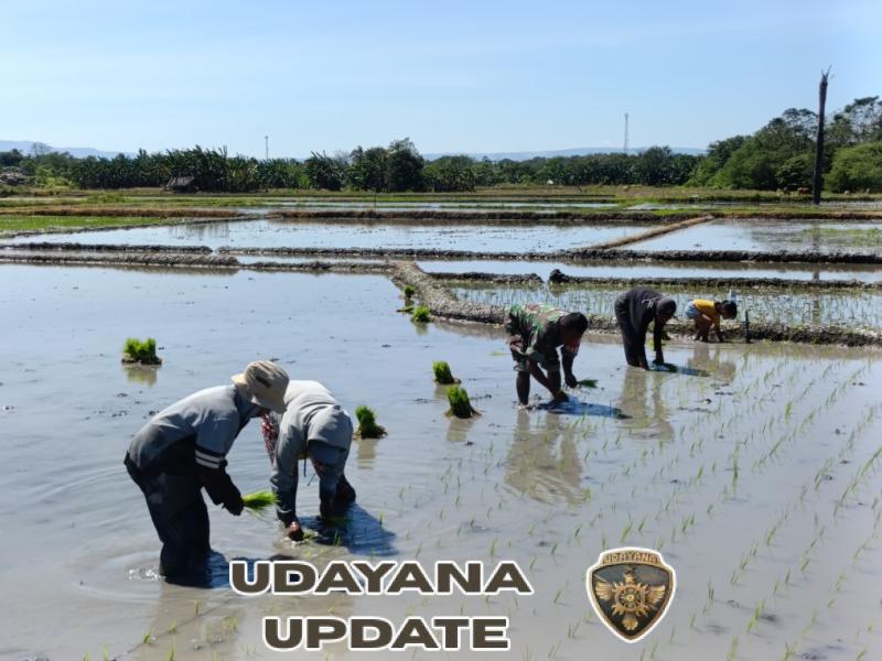 Babinsa Dukung Swasembada Pangan dengan Tanam Padi Ciherang