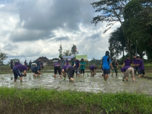 Sinergi Babinsa dan Petani Gianyar Dorong Percepatan Luas Tambah Tanam Padi