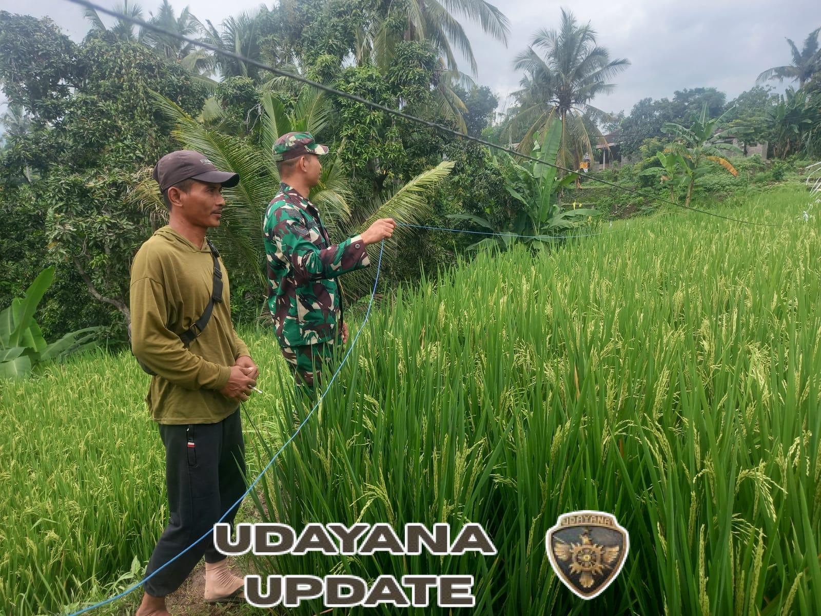 Gerak Cepat Babinsa Pelapuan Bantu Petani Desa Pelapuan Atasi Serangan Hama