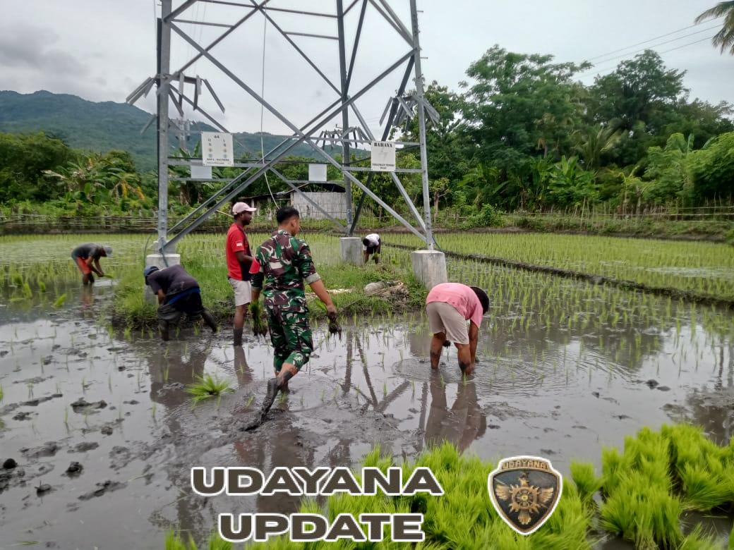 Pratu Yudha Santoso Bersama Kelompok Tani Gelar Penanaman Padi di Kecamatan Maurole