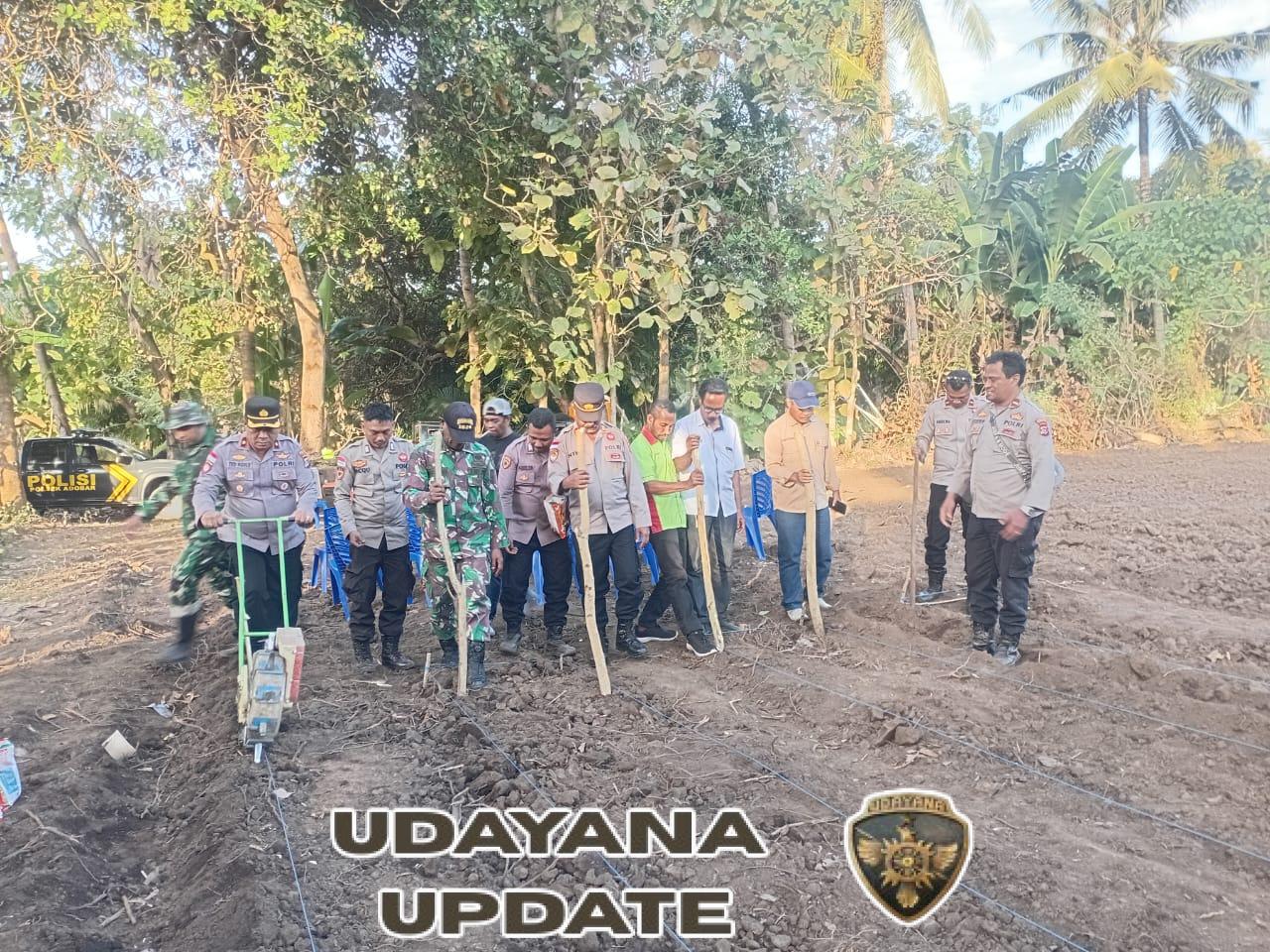 Wujud Sinergi Lintas Sektor, Penanaman Jagung Digelar di Adonara