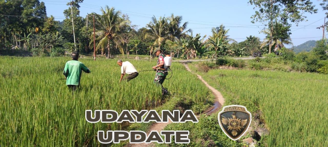 Bersama Petani, Babinsa Wolowaru Wujudkan Ketahanan Pangan di Lio Timur