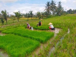 Babinsa Kolaborasi dengan PPL Tinjau Penambahan LTT di Desa Arjangka
