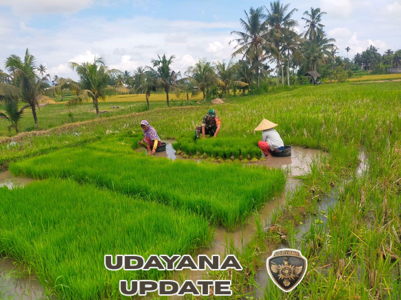 Babinsa Kolaborasi dengan PPL Tinjau Penambahan LTT di Desa Arjangka