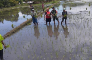 Babinsa Pratu Muhamad Rifaldi Dampingi Kelompok Tani Kema Sama Tanam Padi Sawah