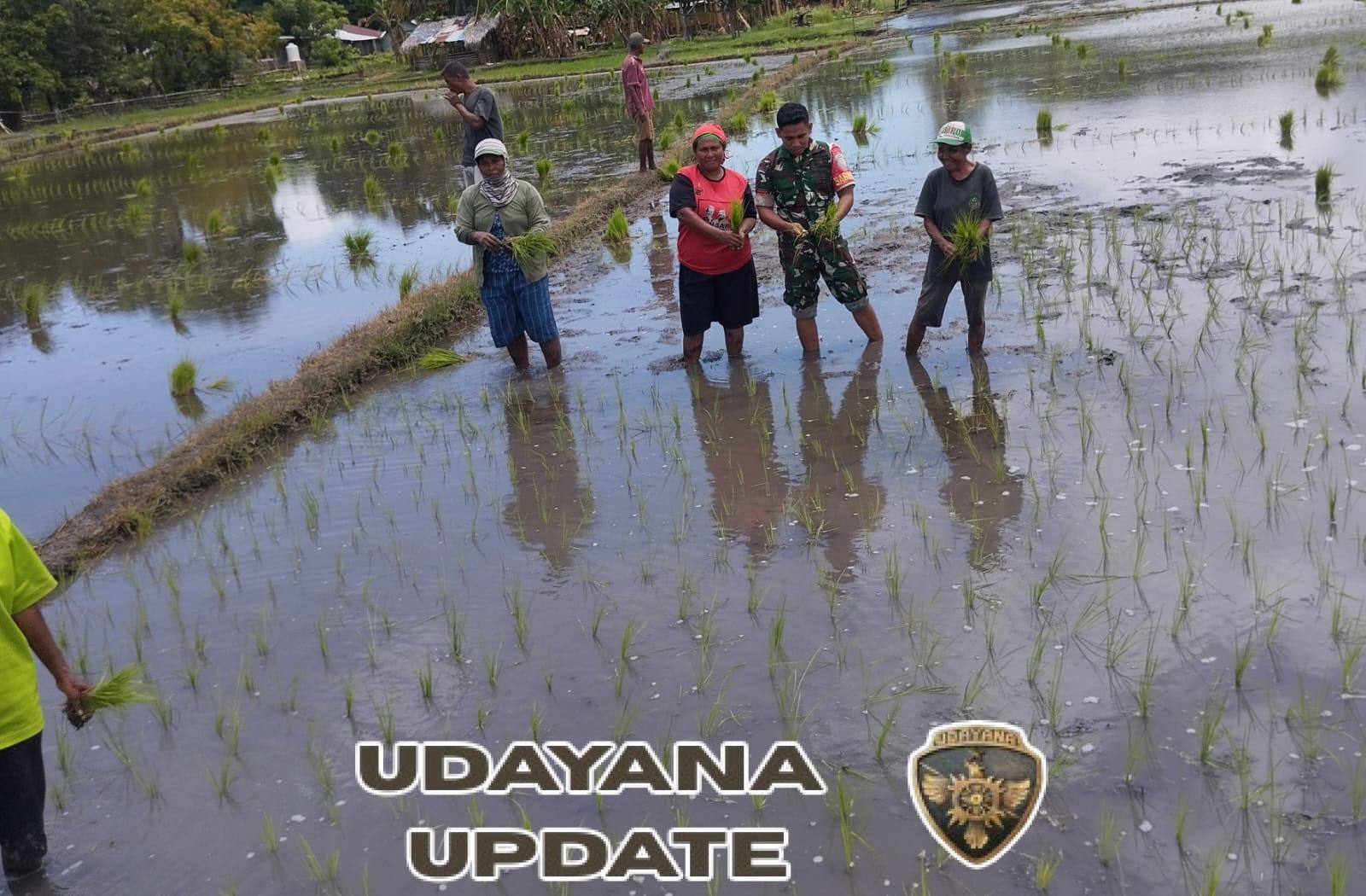 Babinsa Pratu Muhamad Rifaldi Dampingi Kelompok Tani Kema Sama Tanam Padi Sawah