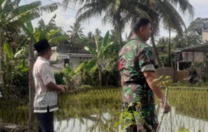 Pendampingan Babinsa Bantu Petani Optimalkan Tanam Padi Impari 32