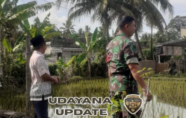 Pendampingan Babinsa Bantu Petani Optimalkan Tanam Padi Impari 32
