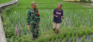 TNI Peduli Pertanian: Babinsa Ende Laksanakan Han Pangan Bersama Petani