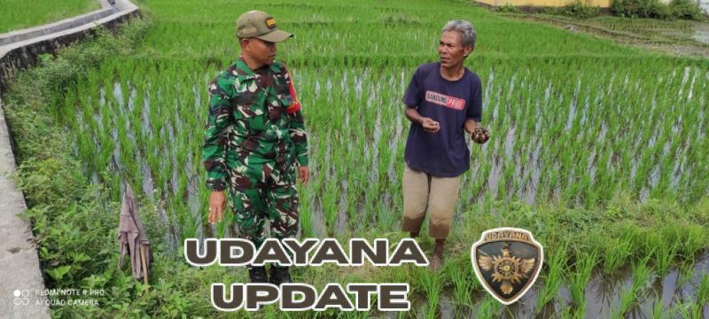 TNI Peduli Pertanian: Babinsa Ende Laksanakan Han Pangan Bersama Petani