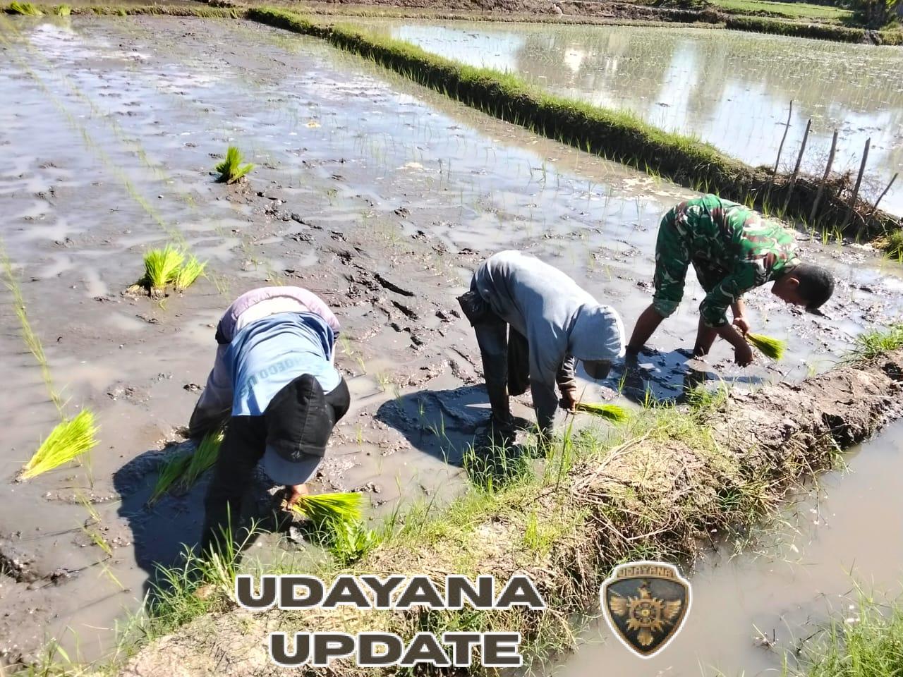 Babinsa Hadir di Tengah Petani: Wujud Kepedulian TNI terhadap Ketahanan Pangan