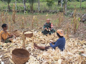 Pererat Hubungan dengan Warga, Babinsa Koramil Loli Turun ke Kebun