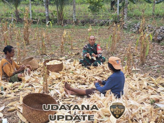 Pererat Hubungan dengan Warga, Babinsa Koramil Loli Turun ke Kebun
