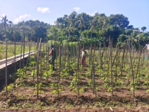 Babinsa Kodim 1602/Ende Terjun ke Kebun, Bantu Warga Cegah Serangan Hama