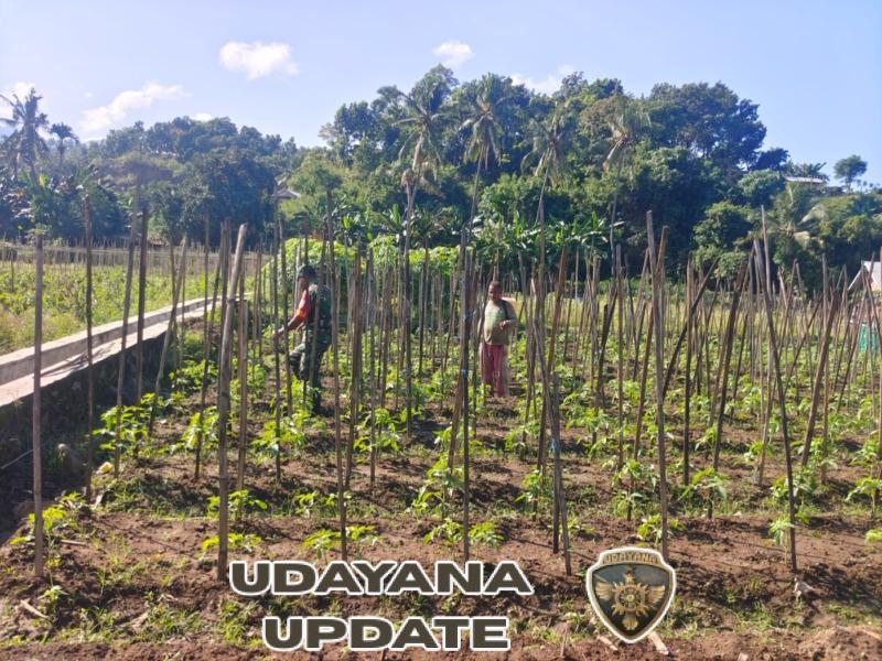 Babinsa Kodim 1602/Ende Terjun ke Kebun, Bantu Warga Cegah Serangan Hama