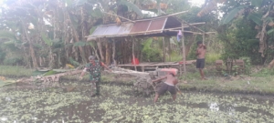 Serka Teodoro Bantu Petani Bajak Sawah di Program LTT Hanpangan Desa Pailelang