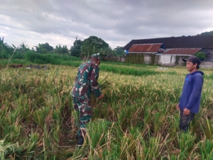 Sinergi TNI dan Petani: Babinsa Gunaksa Dampingi Panen Padi untuk Meningkatkan Hasil Pertanian