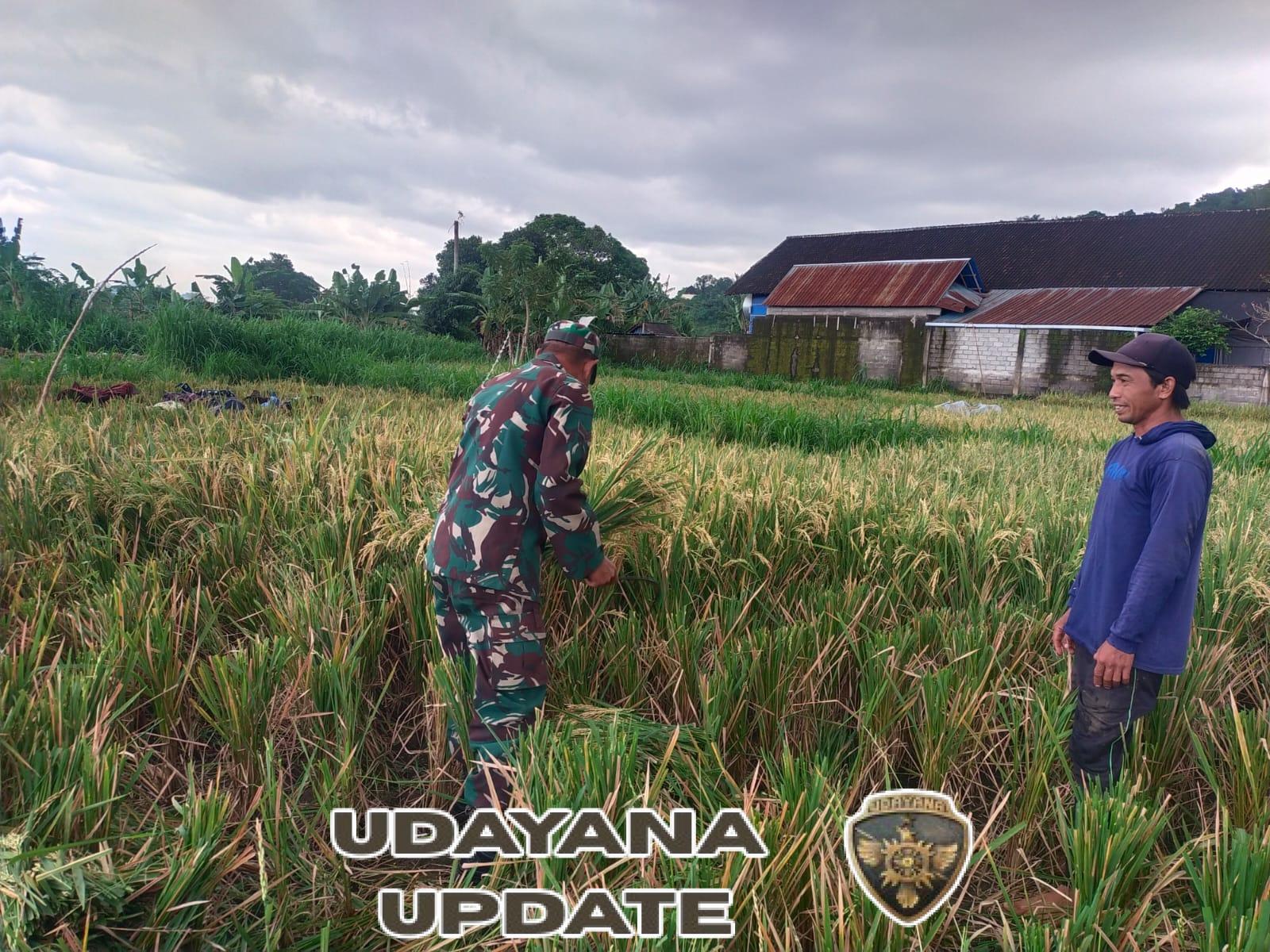 Sinergi TNI dan Petani: Babinsa Gunaksa Dampingi Panen Padi untuk Meningkatkan Hasil Pertanian