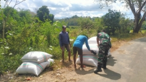 Kolaborasi TNI-Petani: Bulog Serap Gabah Mangge Asi, Ekonomi Petani Meningkat