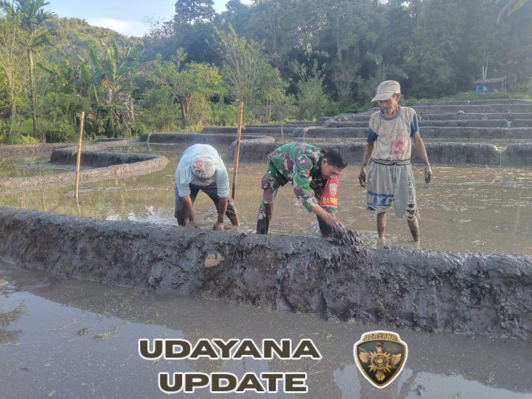 Komsos dan Pamwil Sekaligus, Babinsa Bantu Olah Lahan Pertanian di Kecamatan Kelimutu
