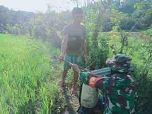 Sertu Khaerudin Dampingi Petani Semprot Padi untuk Maksimalkan Hasil Panen