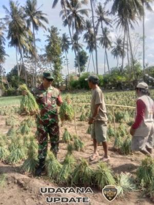 Babinsa Koramil 1614-02 Kempo Dorong Ketahanan Pangan Lewat Pendampingan Panen