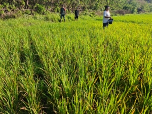 Babinsa dan BPP Kotabaru Kolaborasi Beri Pupuk dan Edukasi ke Petani