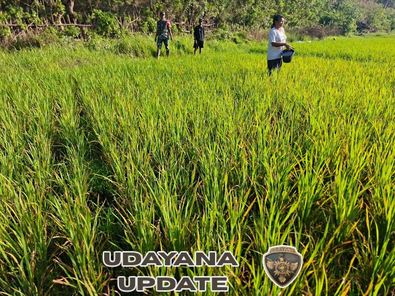 Babinsa dan BPP Kotabaru Kolaborasi Beri Pupuk dan Edukasi ke Petani