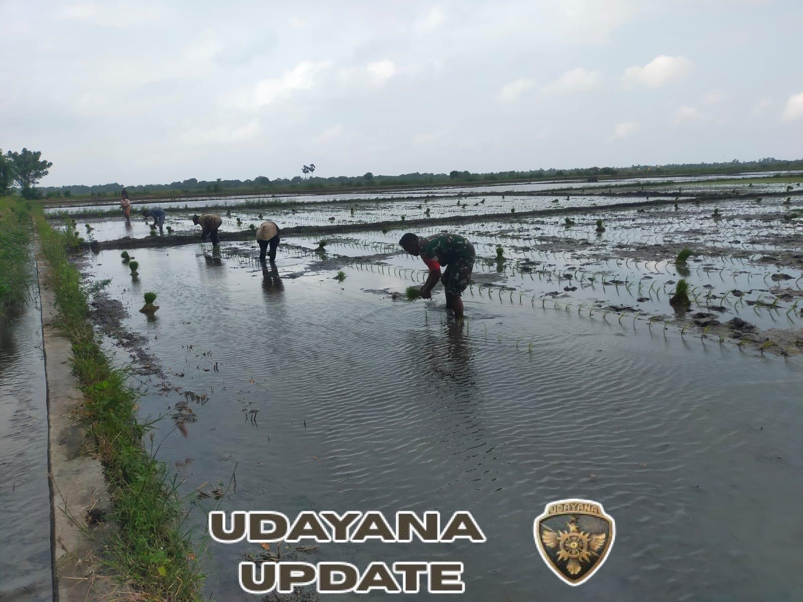 Babinsa Kodim 1601/Sumba Timur Terjun Langsung ke Sawah Bersama Petani