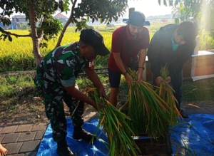 Mendukung Ketahanan Pangan Nasional Babinsa dan PPL Pertani Laksanakan Ubinan