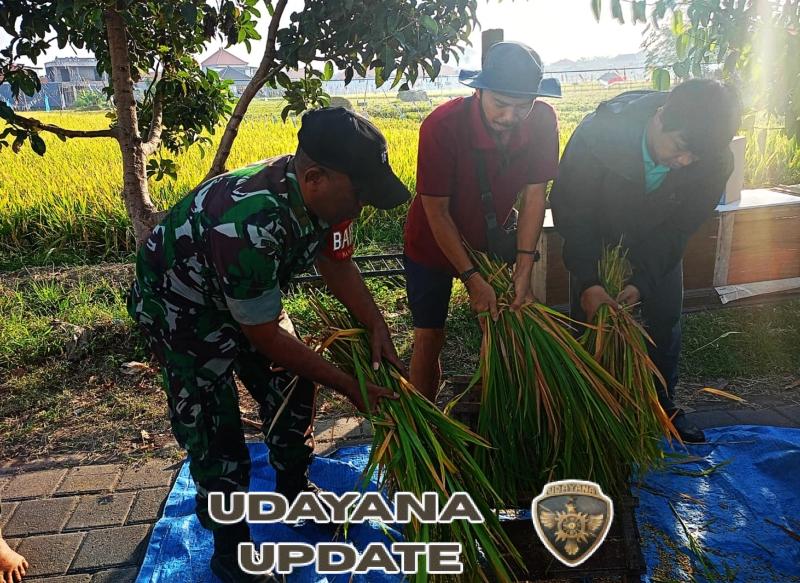 Mendukung Ketahanan Pangan Nasional Babinsa dan PPL Pertani Laksanakan Ubinan