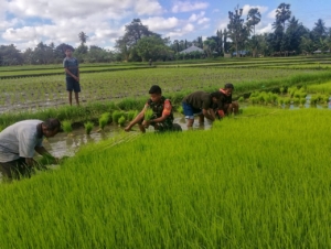 Sinergi TNI dan Petani: Babinsa Dukung Ketahanan Pangan Lewat Pendampingan