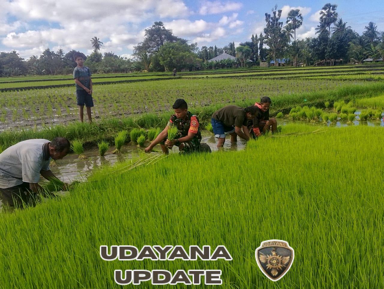 Sinergi TNI dan Petani: Babinsa Dukung Ketahanan Pangan Lewat Pendampingan