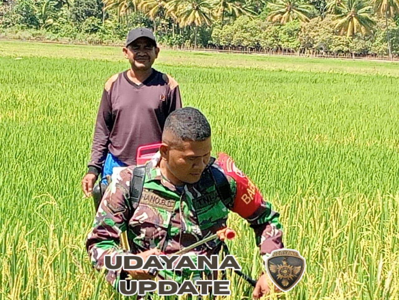 Tingkatkan Ketahanan Pangan, Babinsa Ende Turun Langsung ke Lahan Pertanian