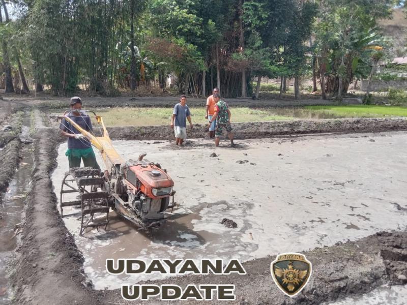 Sinergi TNI dan Petani: Babinsa Waingapu Aktif di Lahan Pertanian Sumba Timur