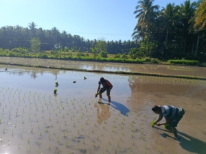 Poktan Pada Angen Dapat Dukungan Babinsa untuk Musim Tanam Baru