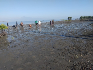 TNI dan Warga Desa Kaung Bersama Tanam Mangrove, Perkuat Benteng Alami Pesisir Buer