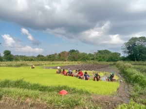 Kebersamaan Babinsa dan Petani: Cabut Bibit Padi Demi Ketahanan Pangan