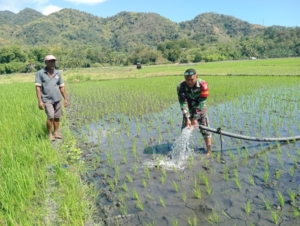 Babinsa Kodim 1602/Ende Perkuat Kemanunggalan TNI-Rakyat di Desa Ranokolo