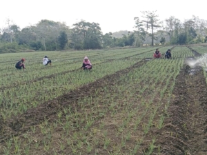 Kebun Percontohan Kodim 1613 Jadi Sarana Edukasi Bagi Petani Sumba Barat