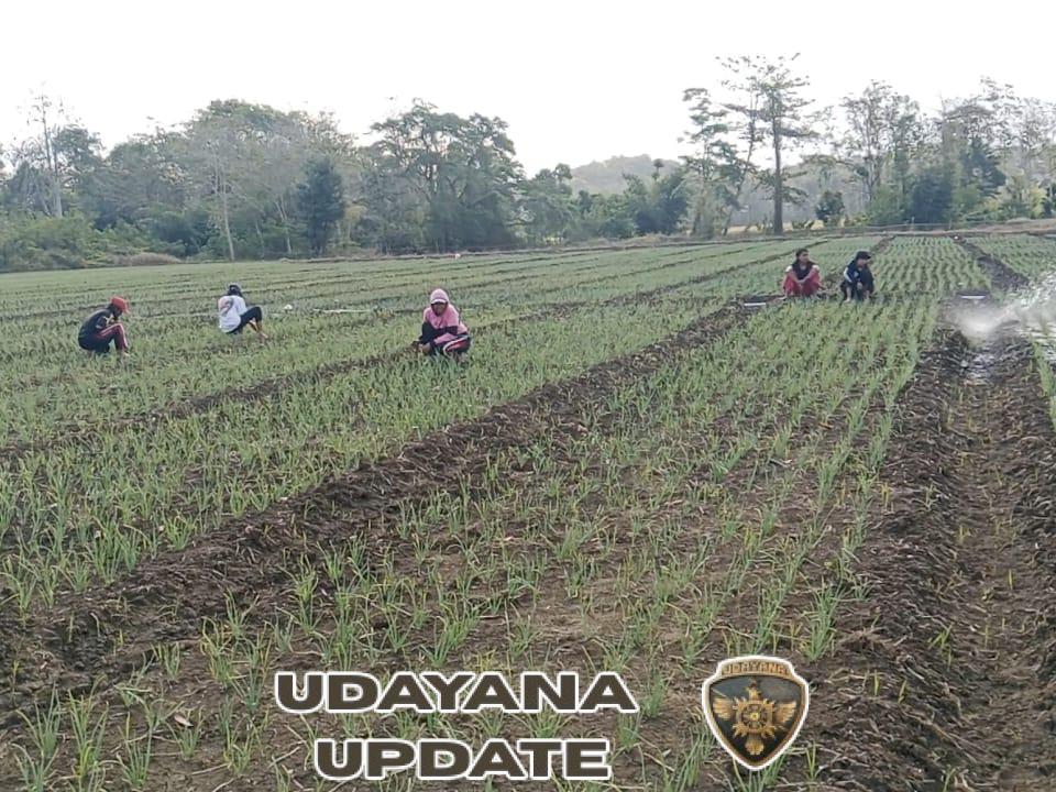 Kebun Percontohan Kodim 1613 Jadi Sarana Edukasi Bagi Petani Sumba Barat