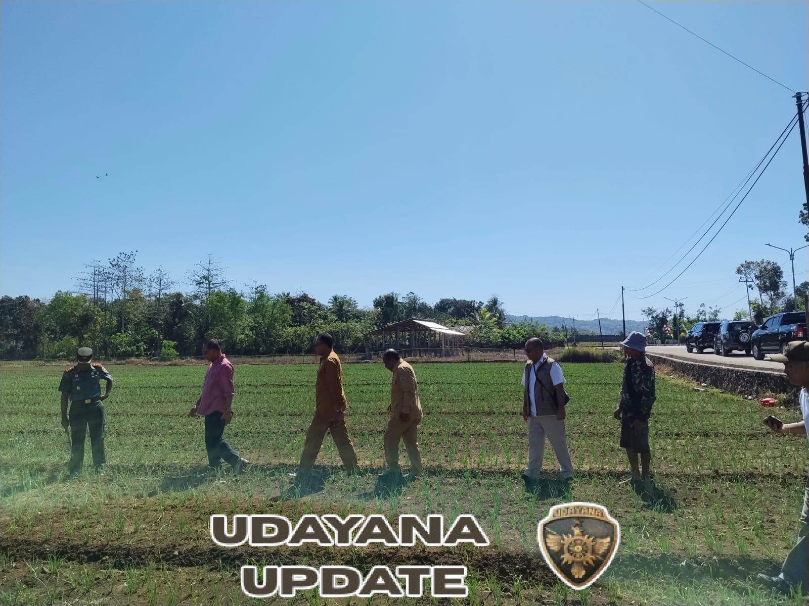 Dandim Dampingi DPR RI Lihat Langsung Tanaman Bawang di Lahan Percontohan