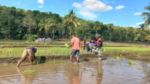Wujud Kepedulian Satgas, Pos Maubusa Turun Bantu Warga Deaa Asumanu Tanam Padi