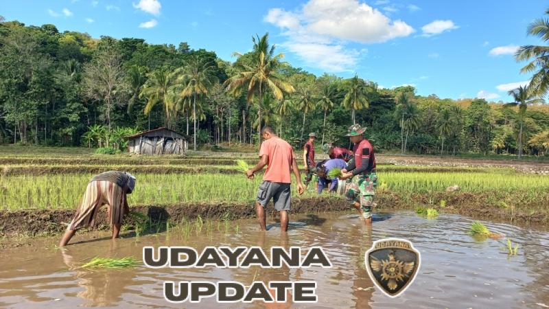 Wujud Kepedulian Satgas, Pos Maubusa Turun Bantu Warga Deaa Asumanu Tanam Padi