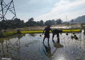 Koramil 1602-04/Maurole Gencarkan Hanpangan Lewat Kegiatan Tanam Padi