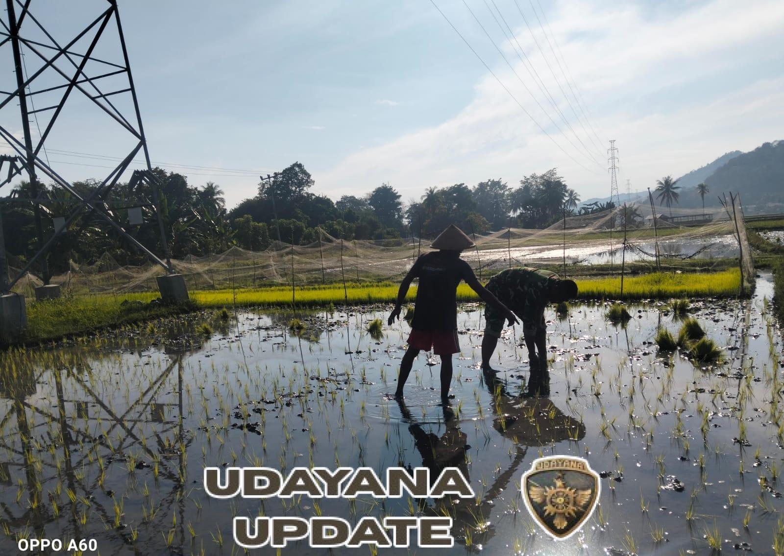 Koramil 1602-04/Maurole Gencarkan Hanpangan Lewat Kegiatan Tanam Padi