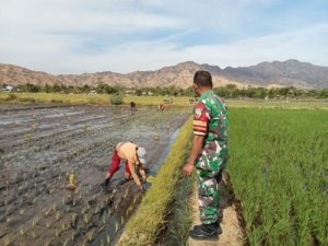 Pemantauan Sawah Irigasi Mbay Kiri: Babinsa Koramil Aesesa Hadir di Tengah Petani